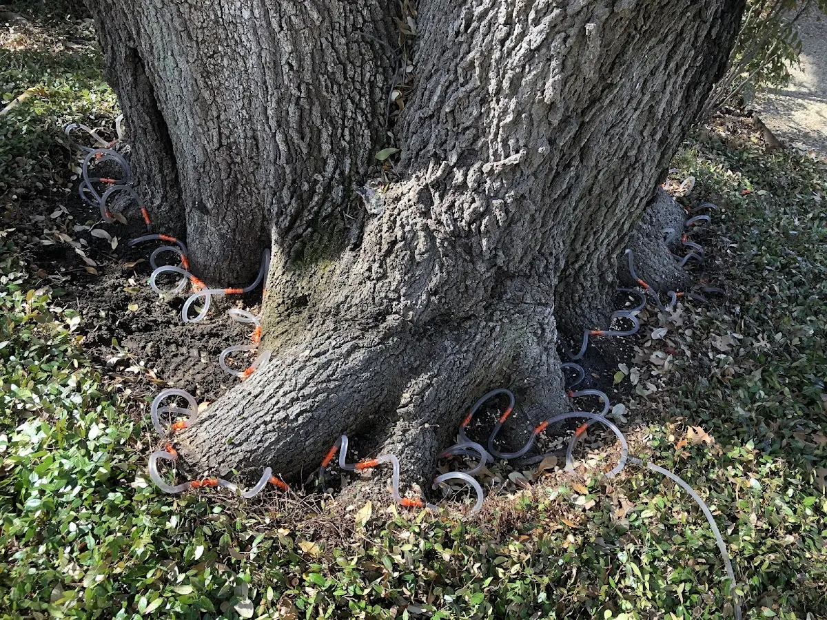Detailed Tree Cabling and Bracing job site in Hennessey