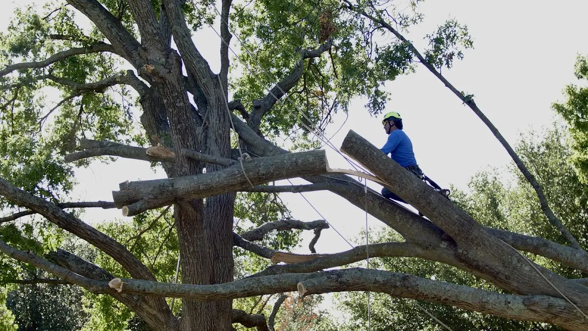 Professional Crown Thinning performed by certified arborists in Hennessey