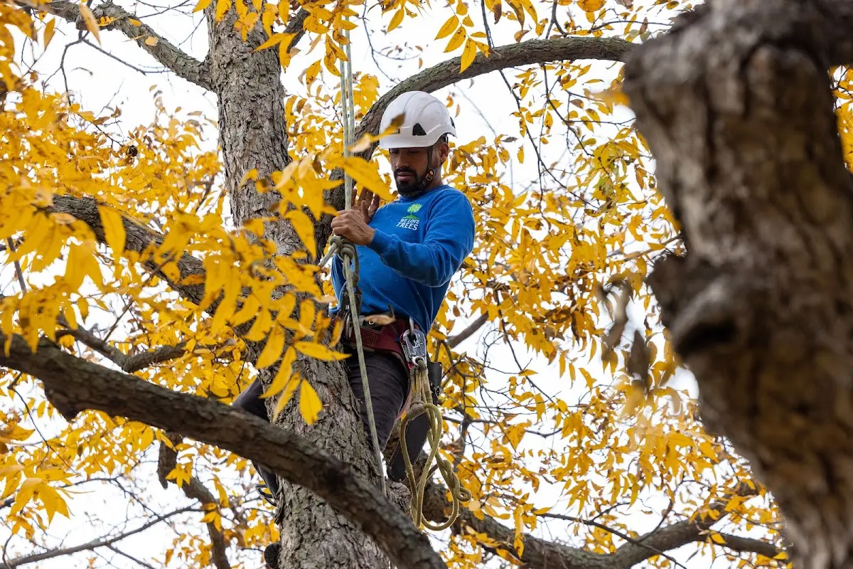 Skilled Tree Planing crew working in Hennessey