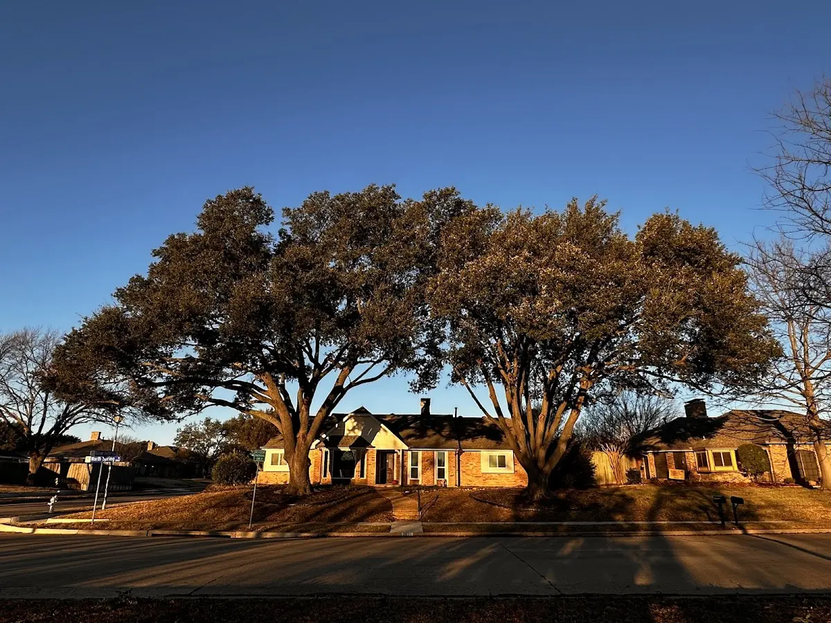 Established residential canopy tree shading a home in Hennessey